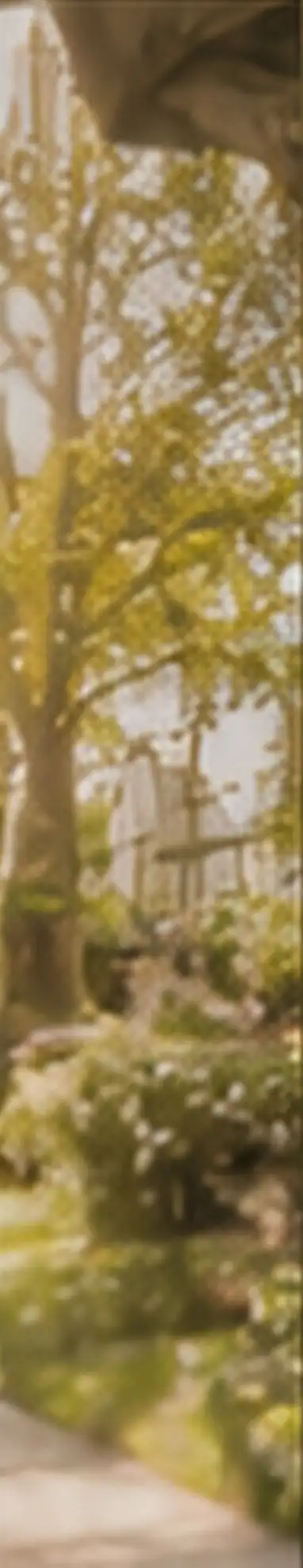 Sunlight through mature neighborhood trees